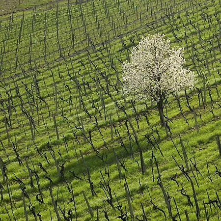 Buondonno * Castellina in Chianti